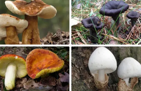 Грибы из Красной книги Беларуси