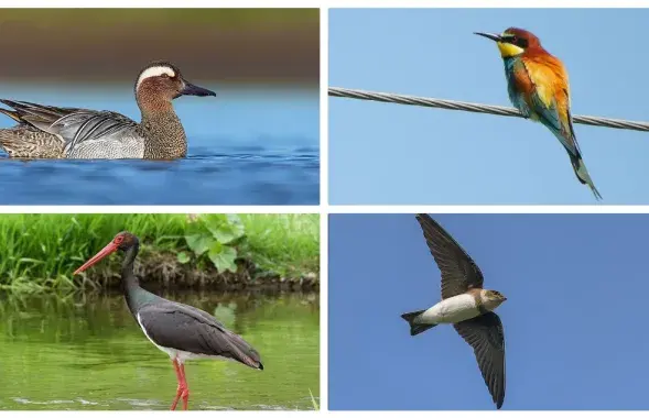 Кто же они, претенденты на звание Птицы 2026?
