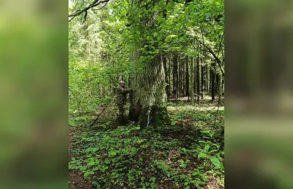 200-летний дуб в Беларуси