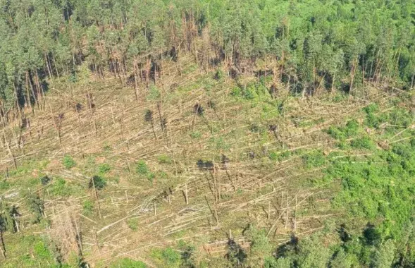 Павалены лес
