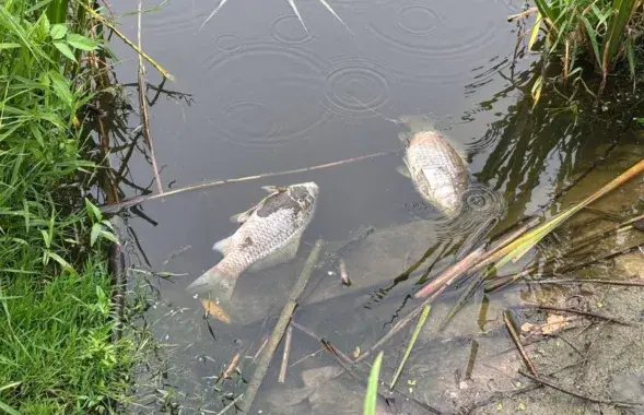 Мёртвая рыба
