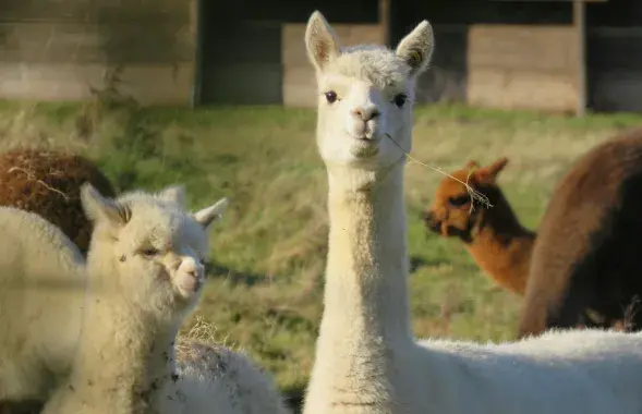 Лама, фото иллюстративное
