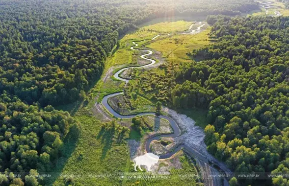 Беловежская пуща
