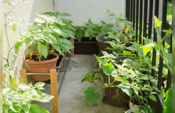 Зеляніна з балкона? А гэта бяспечна?
