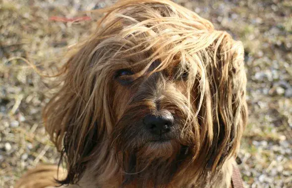 Ветер, иллюстративное фото
