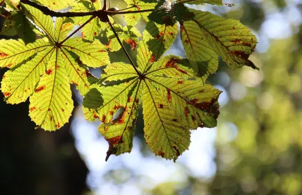 Каштан, ілюстрацыйнае фота
