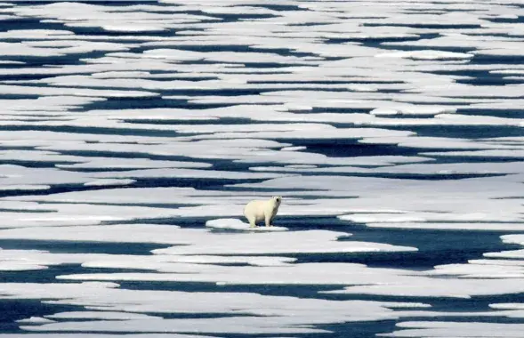 Белый медведь на льдине
