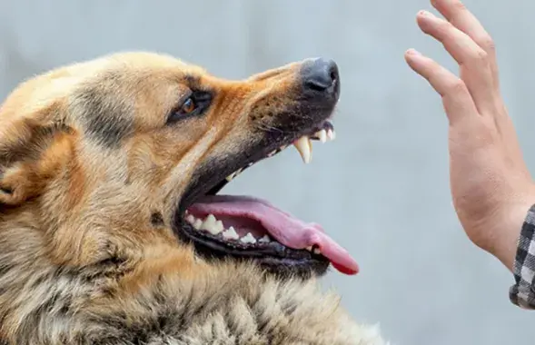 Местные СМИ обязаны были написать, но почему-то не написали
