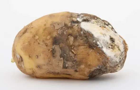 Гнилой картофель, иллюстративное фото
