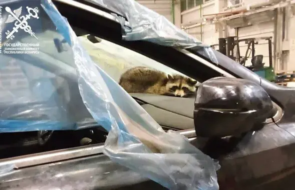 Енот, прилетевший в Беларусь из Америки
