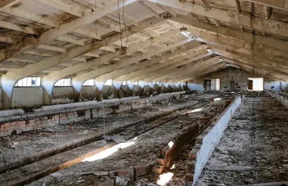 Рост падежа коров основного стада по области составил 193,2%
