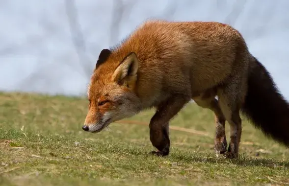 Среди причин роста власти называют наличие безнадзорных животных
