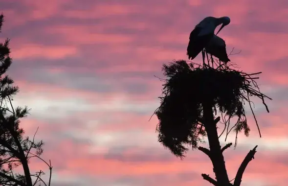 Весна идёт, весне — дорогу
