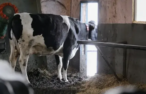 Нет на предприятии и главного ветеринара
