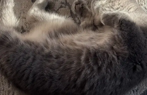 По данным на 1 октября 2025 года, в стране отловлено 20 025 безнадзорных животных
