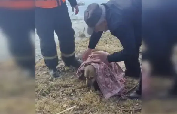 Спасённый пёс
