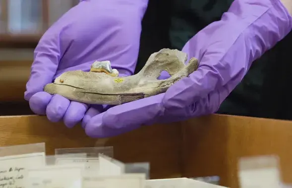 Исследователь держит челюсть собаки возрастом 14 тысяч 300 лет, найденную в пещере Гафф в Великобритании, 2026 год.
