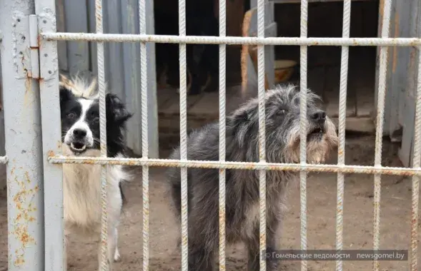 Сабакі ў гомельскім гадавальніку
