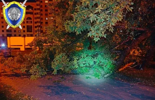 На минчанку упало дерево
