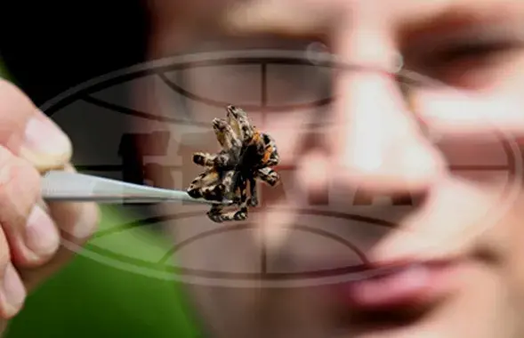 Спецыяліст раіць, як выратавацца ад атрутных павукоў-тарантулаў (відэа)