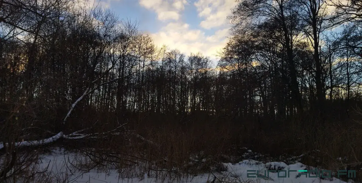 Погода в белорусском лесу / Еврорадио
