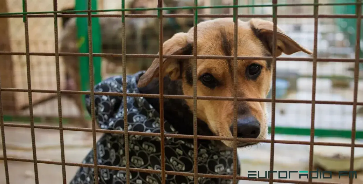 “Проще убить”: как государство отбирает защиту у бездомных животных Беларуси