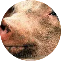 Пад Маладзечнам, нягледзячы на пратэсты, пачалі будаваць свінакомплекс (фота)