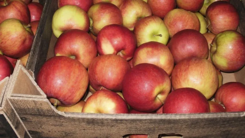 Каля Полацка спынілі грузавік з соллю, але замест яе знайшлі 19 тон яблык. Фота