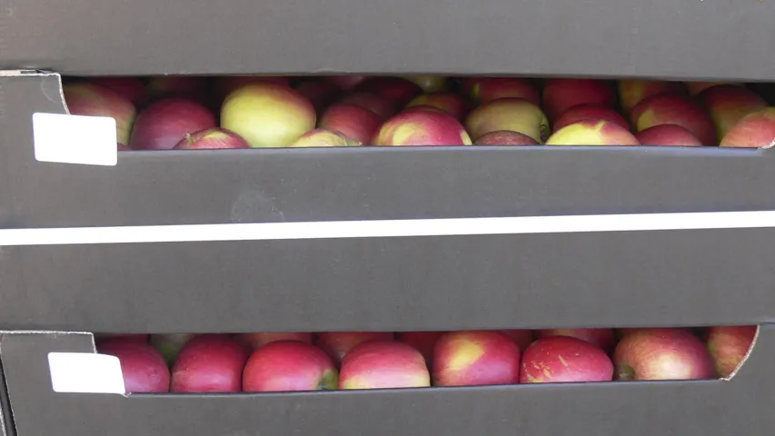 Каля Полацка спынілі грузавік з соллю, але замест яе знайшлі 19 тон яблык. Фота