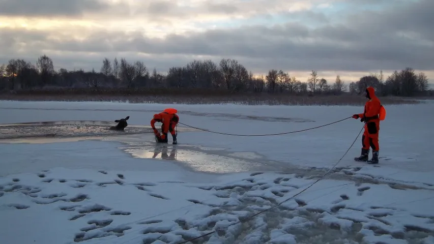 У Полацкім раёне выратавалі цяжарную ласіху, якая правалілася пад лёд