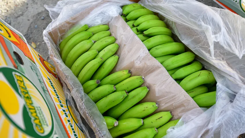 Прадпрымальнікі бясплатна раздалі 24 тоны бананаў з Эквадора (фота)