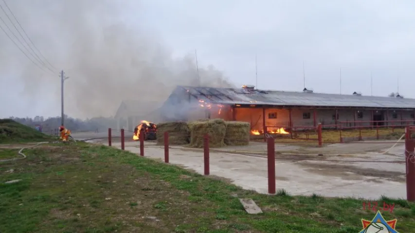 У Баранавіцкім і Смалявіцкім раёнах здарыліся пажары ў цялятніках (фота)