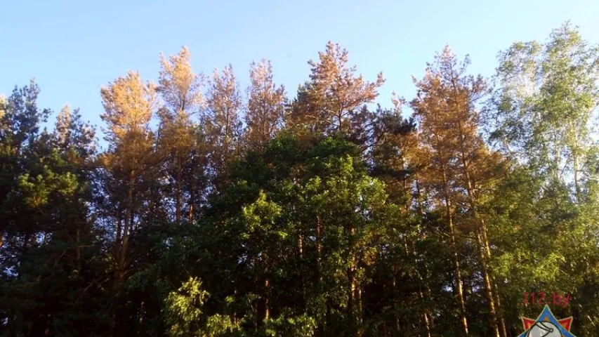У Лельчыцкім раёне ліквідуюць заражэнне лесу (фота)