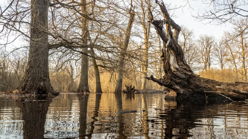 Половодье Припяти — на красивых фото