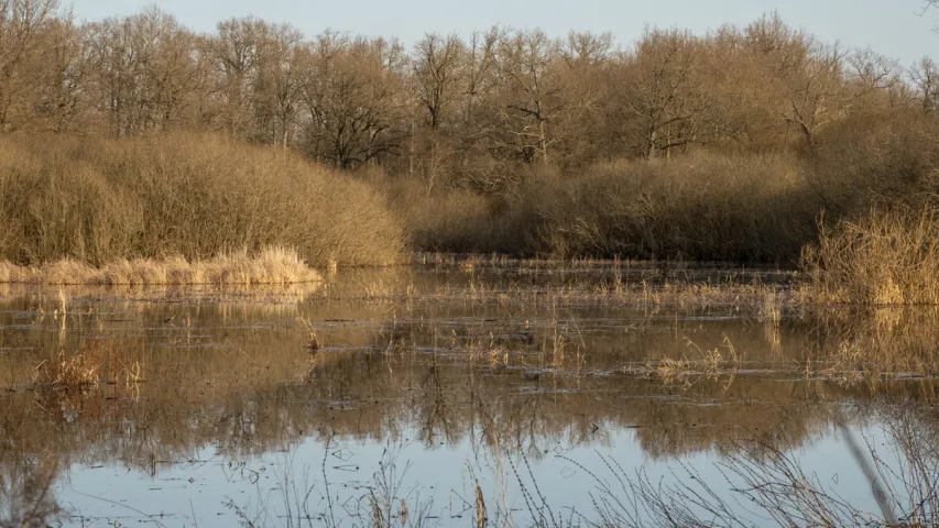 Половодье Припяти — на красивых фото