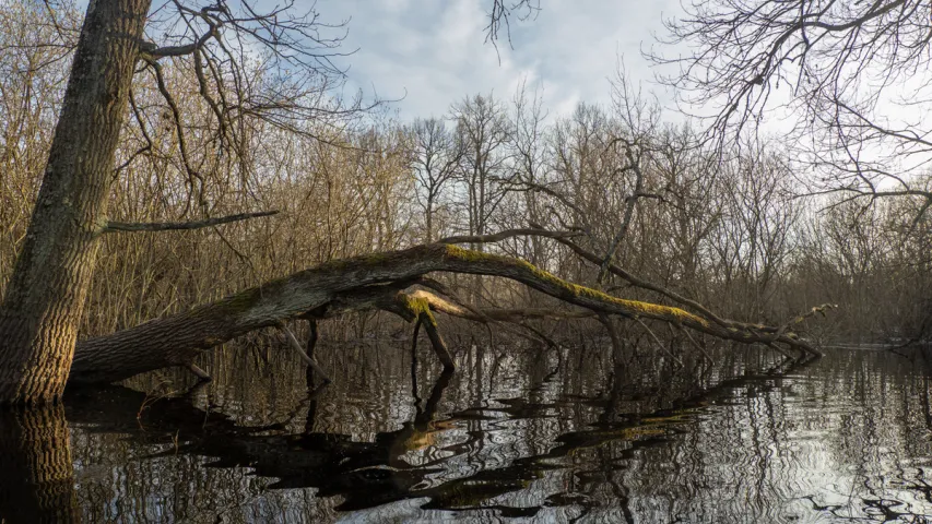 Половодье Припяти — на красивых фото