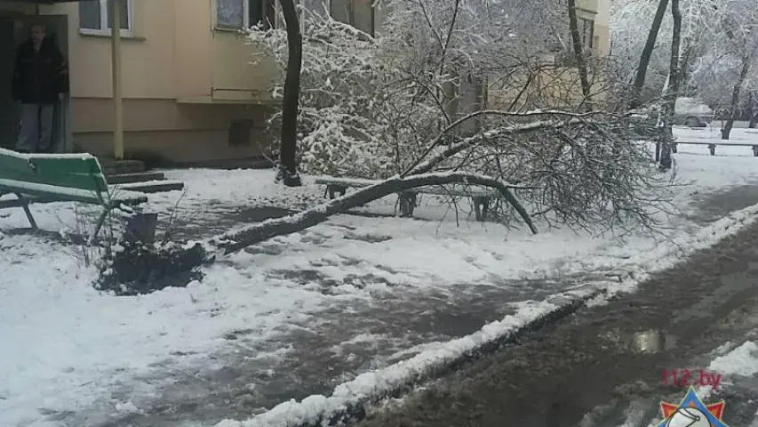 Снег паваліў у Мінску восем дрэваў