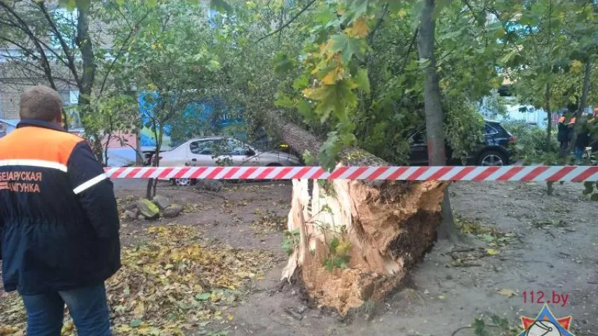 У Мінску ад моцнага ветру дрэвы падалі на аўтамабілі (фота)