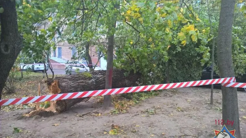 У Мінску ад моцнага ветру дрэвы падалі на аўтамабілі (фота)