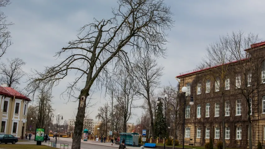 У Гродне ссеклі каштан Элізы Ажэшкі. Фотарэпартаж