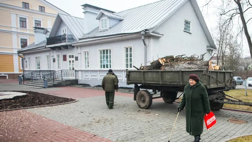 У Гродне ссеклі каштан Элізы Ажэшкі. Фотарэпартаж