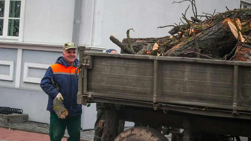 У Гродне ссеклі каштан Элізы Ажэшкі. Фотарэпартаж