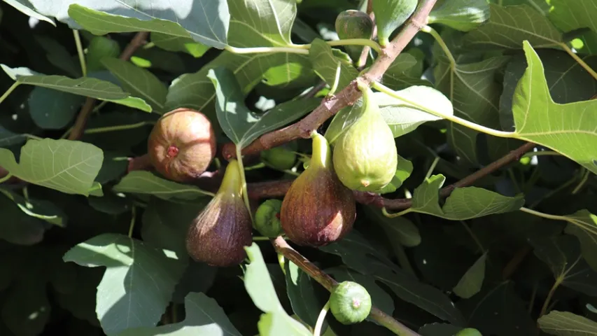 Не только дыни и арбузы: в Лиде плодоносит инжир (фото)