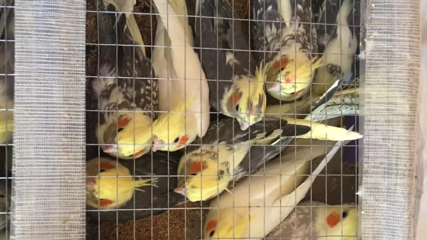 Украінец кантрабандай нёс у Беларусь 150 папугаяў (фота, відэа)