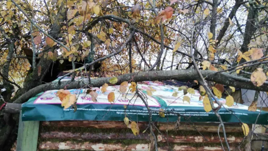 У лесе пад Рагачовам у зямлянцы затрымалі мужчыну, які "партызаніў" 6 гадоў