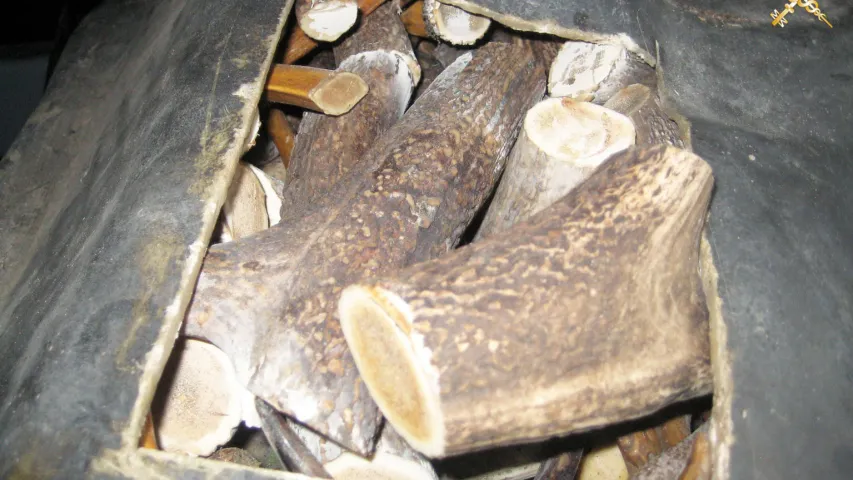 У тайніку легкавога аўтамабіля мытнікі знайшлі 90 кг аленевых рагоў