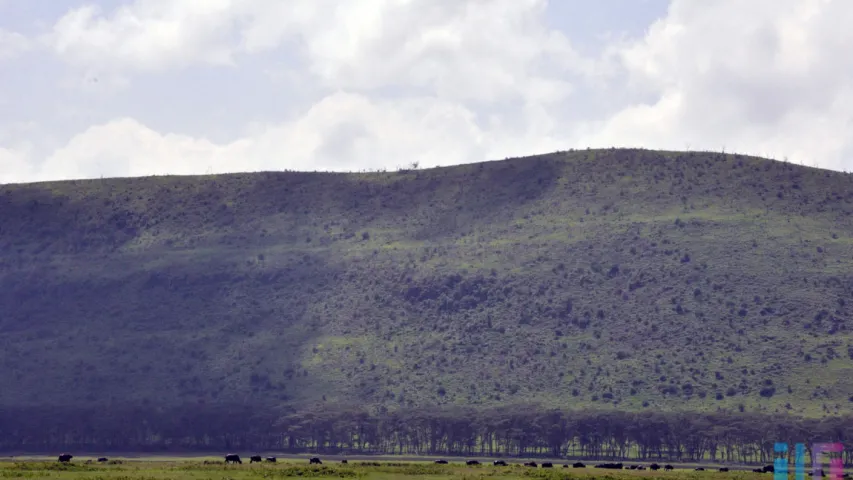 Африканское сафари — один день в саванне среди диких животных (фото)