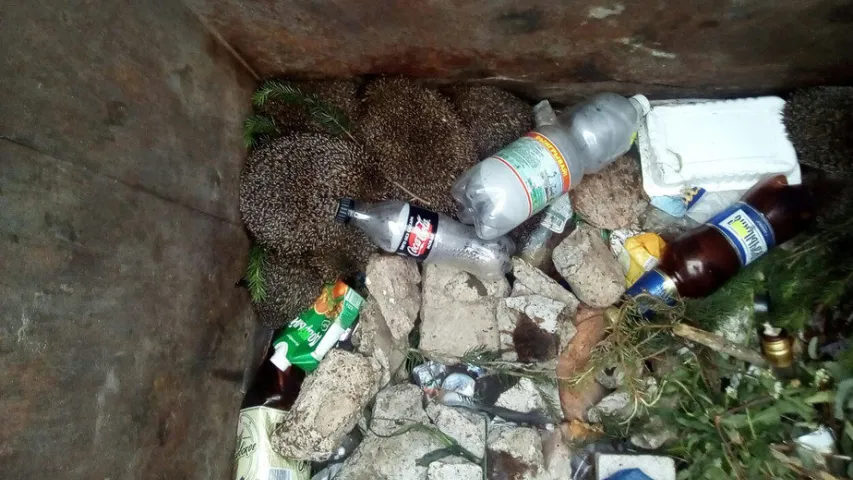 У Вілейскім раёне ў кантэйнеры для смецця знайшлі 12 жывых вожыкаў