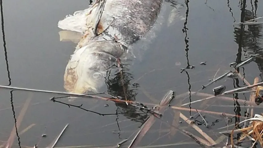 У Нясвіжскім раёне на возеры Дзікім здарыўся масавы замор рыбы