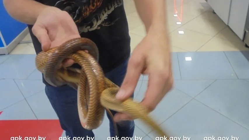 У Нацыянальным аэрапорце "Мінск" затрымалі расіяніна са змеямі і скарпіёнамі